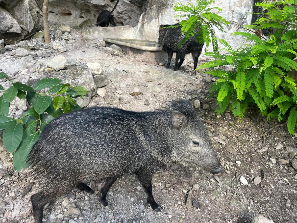 Casados Ranch Hotel Escárcega Eksteriør billede